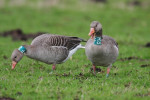 Geringde grauwe ganzen, Arkemheen
